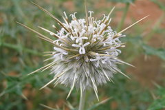 Echinops echinatus